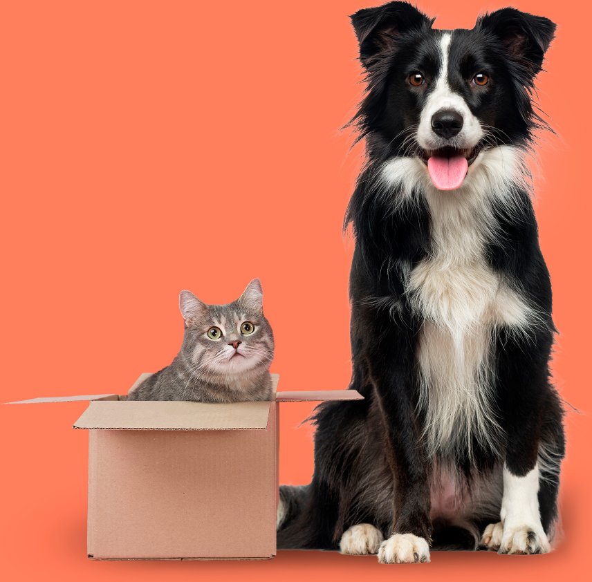 Gato em uma caixa de papelão ao lado de um cachorro sentado.