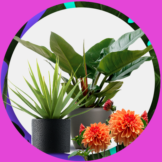 Vasos com plantas.
